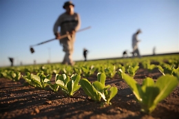 Agricoltura in Sicilia, la task force (anche) per salvare gli agrumeti dal Tristeza