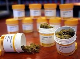 Aumenta la richiesta di cannabis terapeutica, il M5s: «Produrla in Sicilia»