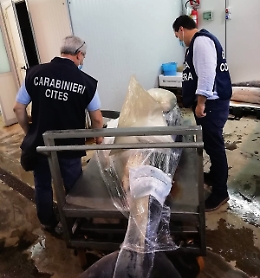 Catania, stavano per vendere uno squalo mako come pesce spada al mercato