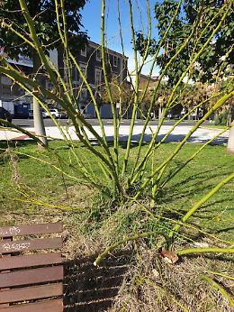 Catania, piante pericolose in piazza dei Martiri