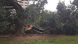 Palermo, albero secolare si spezza per il maltempo a Villa Sperlinga