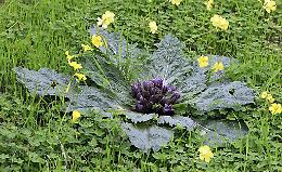Mangiano foglie di mandragola e finiscono in Rianimazione nel Trapanese