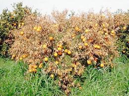 Agricoltura, danni Tristeza: la Regione stanzia 10 milioni