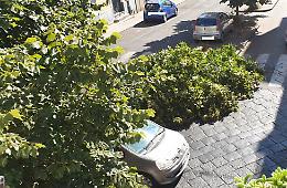 Catania: albero abbattuto da autocompattatore. La Dusty risponde
