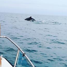 Delfini danno spettacolo al porto di Catania