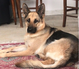 Cani smarriti, "Cercasi Lilli disperatamente"