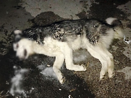 Patern&ograve;: avvelenati tre cani, stavolta non erano randagi