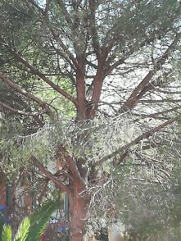 Catania, Istituto Comprensivo Dusmet: alberi non potati da anni