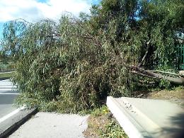 Catania, San Giorgio: albero caduto sul marciapiede al Viale Biagio Pecorino