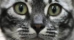 Trapani, la ferocia su un gattino e il vuoto delle risposte: il caso che interroga una citt&agrave; intera