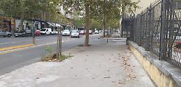 Catania:  "Stanno avvelenando i cani in viale Vittorio Veneto"