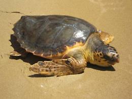 Caretta Caretta  depone le sue uova nel tratto di  spiaggia pi&ugrave; affollato di Gela 