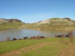 «Pascoli in mano ai mafiosi», sindaco di Troina minaccia dimissioni