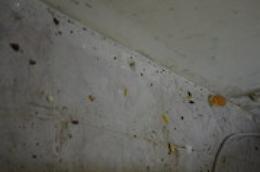 Catania, blatte nel laboratorio di pasticceria che riforniva una scuola