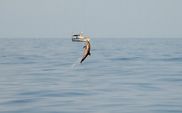 Un progetto tutto catanese per risolvere il problema dell'interazione tra delfini e pescatori