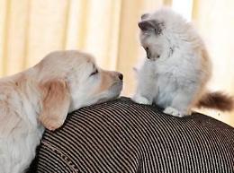 Animali: 60 mln di pet in Italia, mercato food schizza a 2 mld