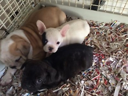 In Italia importati illegalmente 8 mila cuccioli di cane e gatto a settimana