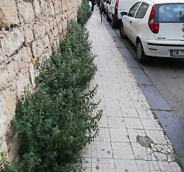 Caltanissetta, erba alta in via Crispi: si vede che qui non &egrave; passato il Giro d'Italia