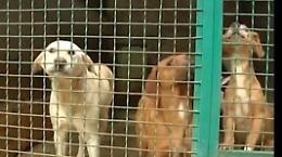 Consigliere comunale: «Sopprimere i randagi». E scoppia la polemica