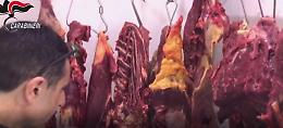 Rosolini, macellazione clandestina: Nas sequestrano 5 tonnellate di carne equina