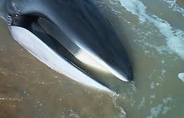 Palermo, balenottera spiaggiata lungo il litorale di Aspra