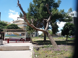 Catania, Via Alcide De Gasperi  pino pericoloso per i pedoni