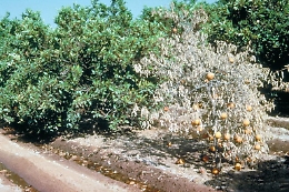 Virus Tristeza, dalla Regione 50 milioni per il ripristino degli agrumeti