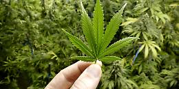 Cannabis, foglio rosa e assicurazione negata: perch&eacute; il Tribunale ha imposto il risarcimento al motociclista