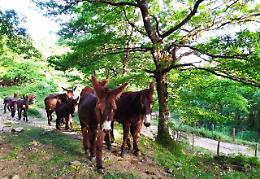 Asini al pascolo per dire no alla mafia: raccolti sul web 20mila euro