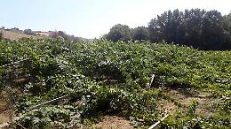 Distrutto un vigneto nell'Agrigentino: forse una vendetta tra produttori di uva