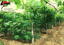 Viticoltore di Mazzarrone produceva anche vino d'annata "stupefacente"