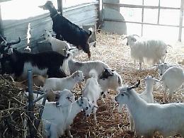 Sequestrati duecento capi di bestiame non «tracciati»