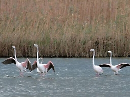 I fenicotteri rosa tornano nella riserva delle Saline di Priolo