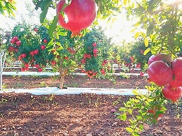 &laquo;La ricchezza del melograno&raquo;