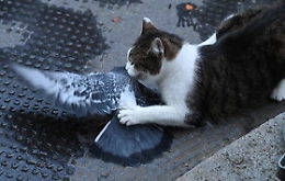 Londra, gatto Larry conquista la scena a Downing Street. E per un piccione sono guai