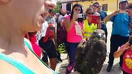 Catania, la bellezza della poiana "Nuccio" all'Oasi del Simeto