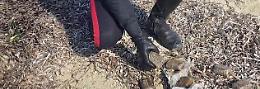 Altri panetti di droga trovati lungo spiaggia del Trapanese