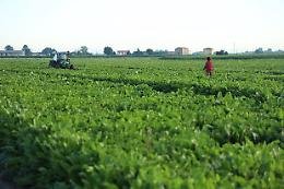 In Sicilia, Sibeg sempre più green