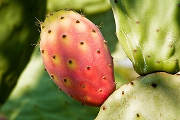 In Sicilia arriva lo yogurt al gusto di ficodindia