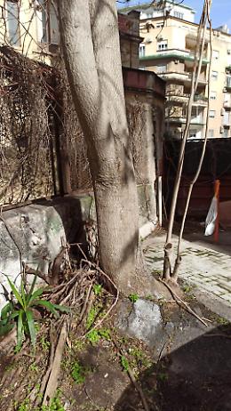 Catania: enorme albero in via Martoglio rischia di diventare pericoloso