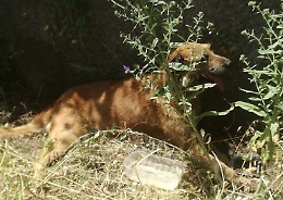 Cane ferito da colpo di pistola a Mascalucia: partito animalista presenta denuncia contro ignoti