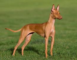 Il Cirneco dell'Etna nel patrimonio identitario della Sicilia