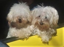 Comitini, ignoti hanno avvelenato dei cani