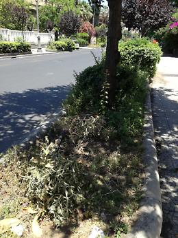 Catania: Viale R. Margherita, morte alcune siepi piantumate di recente
