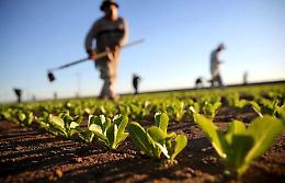 Banca della terra, in Sicilia altri 449 ettari all'asta per i giovani agricoltori