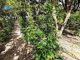La piantagione di marijuana in stile "guerrilla" scoperta a Motta Sant'Anastasia: video