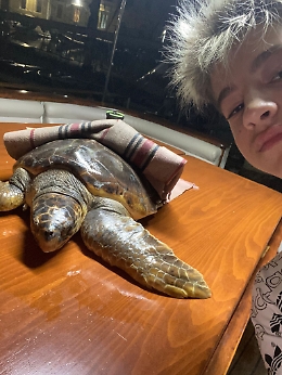 Catania: tartaruga marina ferita tratta in salvo. La risposta della capitaneria