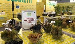 Il Vinitaly guida la ripartenza del Paese: vino italiano da record