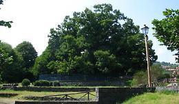 Il Castagno dei 100 cavalli di Sant'Alfio è l'Albero italiano dell'anno: ora la gara europea