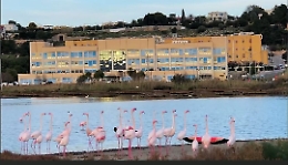 Augusta: fenicotteri rosa alle saline dell'ospedale